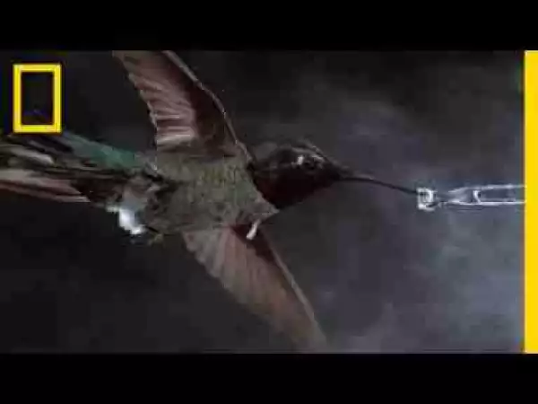 Video: See Hummingbirds Fly, Shake, Drink in Amazing Slow Motion | National Geographic